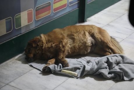 Potresna scena: Pas ubijene Tuzlanke ne odvaja se od kafića kod kog je ona stradala, bezvoljno leži na podu