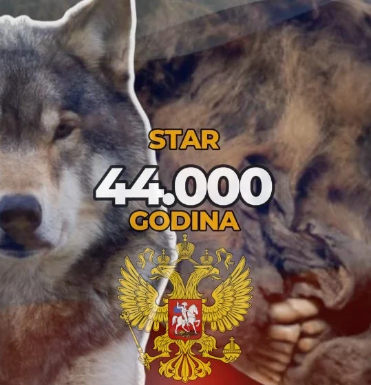 U Rusiji pronađen vuk star 44.000 godina (FOTO)